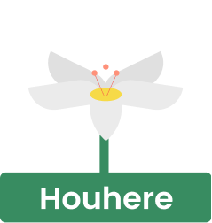 Houhere